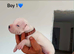 10 beautiful blue staffy