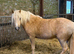Beautiful welsh pony palomino filly two year old