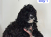 Cavapoo