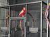 White-Winged Crimson Rosella