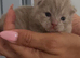 Kittens