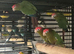 Finches to parrots