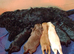 Cockapoo Puppies For Sale!!