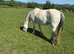 Grey Registered Connemara gelding