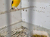 Yellow siberian goldfinche cock