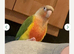 Green Cheeked pineapple conure