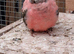 Pair bourkes for sale