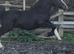 Sec c yearling colt