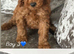 Cockerpoo puppies