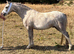 3 year old gelding