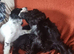 KC/DNA Healthy cocker spaniel pup
