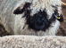 Valais blacknose ram