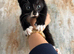 8 WEEK OLD KITTENS READY FOR THEIR FOREVER HOMES