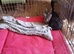 2 tabby strip kitten for sale 8 weeks old