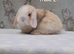 Beautiful mini lop rabbits