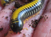 Avatar Millipedes