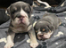 Beautiful kc English bulldogs