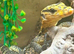 Yellow Headed Water Monitor at Birmingham Reptiles