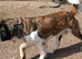 Female Saint Bernard
