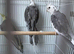 3 cockatiels for sale!