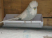Exhibition budgies