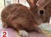 Baby Bunnies for Sale (4 in total)