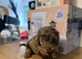 Cockapoo puppies