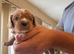 3 cavalier boy puppies available