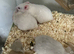 Syrian hamster baby females - Ready Now