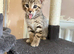 Last female kitten(bengal)