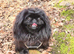 KC PEKINGESE PUPPYS AVAILABLE Now!!!