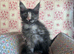 Maine coon kitten readdy to leave free delivery.