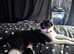 3 YEAR OLD MALE NEAUTERED CAT FOR SALE