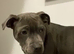 Pure Blue Staffordshire Bull Terrier Pups!