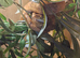 Juvenile amazon tree boa.