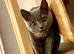 Beautiful Male Grey 8 Month Old Kitten