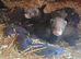Beautiful ferrets for sale