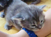 4 stunning mainecoon babies