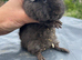 Baby Teddy Female