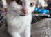6 Adorable Tortie Mix Kittens