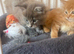 Pedigree Maine coon kittens available