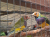 3 male gouldian finches for sale
