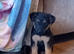 Lakeland terrier x Patterdale