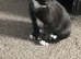 Female kitten & one male