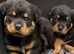 Rottweiler Pups -READY TO GO!  CHAMPION BLOODLINE & KC REGISTERED