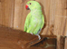 Ringneck