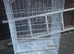 Cheeky Male Cockatiel for sale with cage