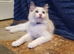 Beautiful GCCF Registered Ragdoll Kittens.