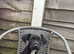 Patterdale terrier puppy