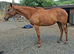 Wreckless (cal) looking for a new home